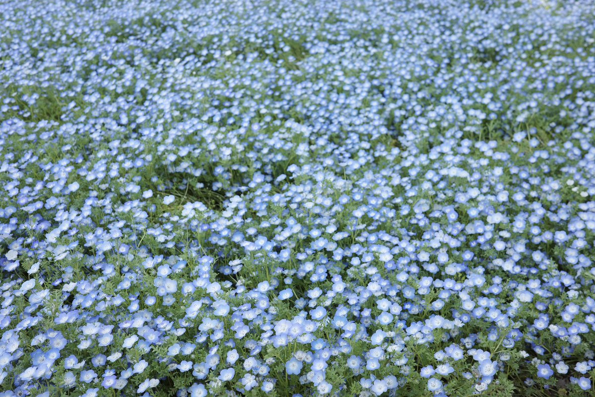 秋山由奈 tweet media