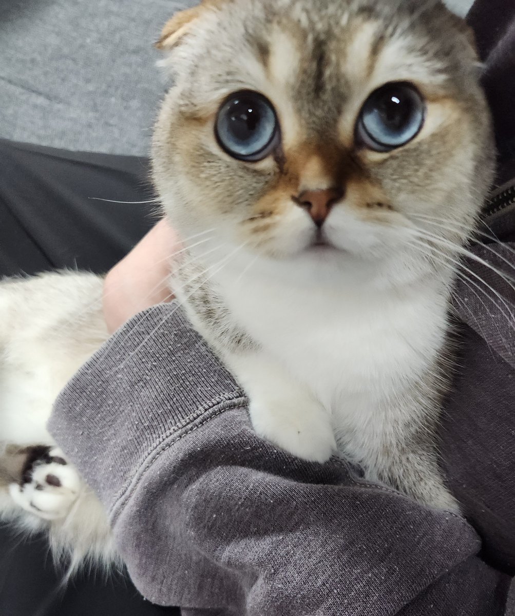 펀즈 / Fanu tweet media