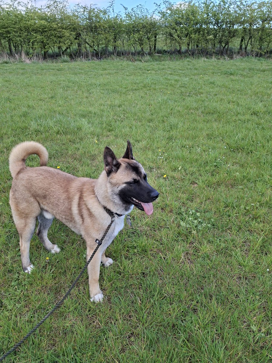 gsrescueelite's tweet image. Rupert is 14mths old and he came to us via the pound. Rupert is a friendly boy who can live with older kids and is currently in #foster with other #dogs with no problems but he sometimes likes his own space 
#germanshepherd #Notts 
gsrelite.co.uk/rupert/