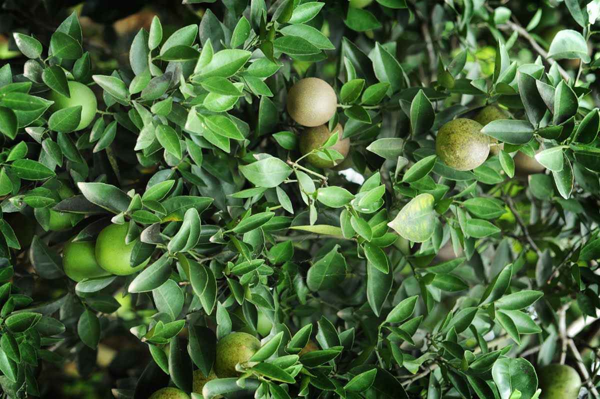 He slept like a drunk man after using the orange leaves remedy to treat insomnia. 

Nature heals.