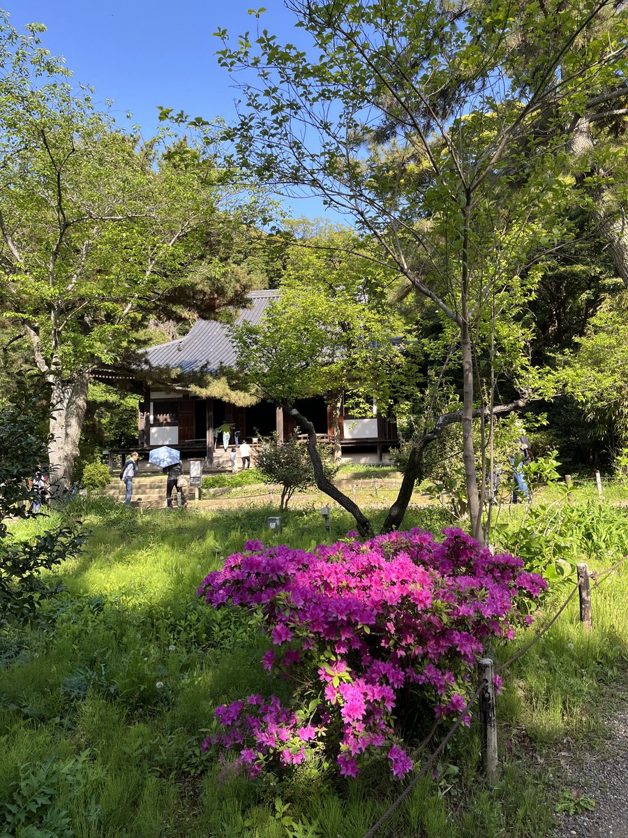 310Education's tweet image. 【琉球音に魅せられて】
今日は三線を聴きに三溪園に行って来た✨三線の音色は祈りの音。癒された時間になりました😌
#琉球音に魅せられて
#三線
#三溪園