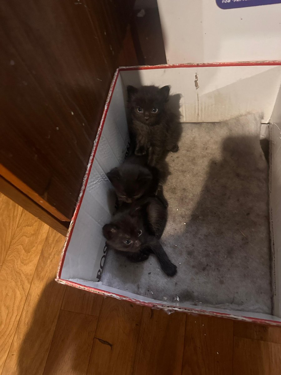 🇺🇦 (@tier_kh) on Twitter photo 