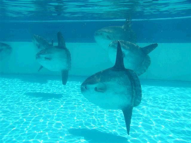 fishious tweet media