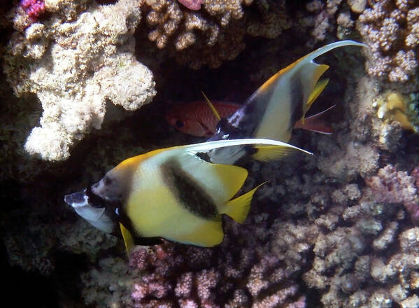 HurmerintaArt's tweet photo. Red Sea Bannerfish.
#underwater #photography #wallart #giftideas #bannerfish
https://t.co/2X0fU52rwo https://t.co/h0ZMUZ2izB