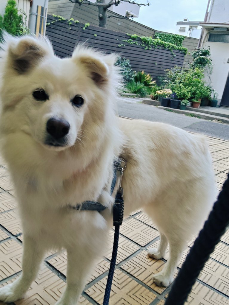 夕方のバズくんだよ🌊🐾