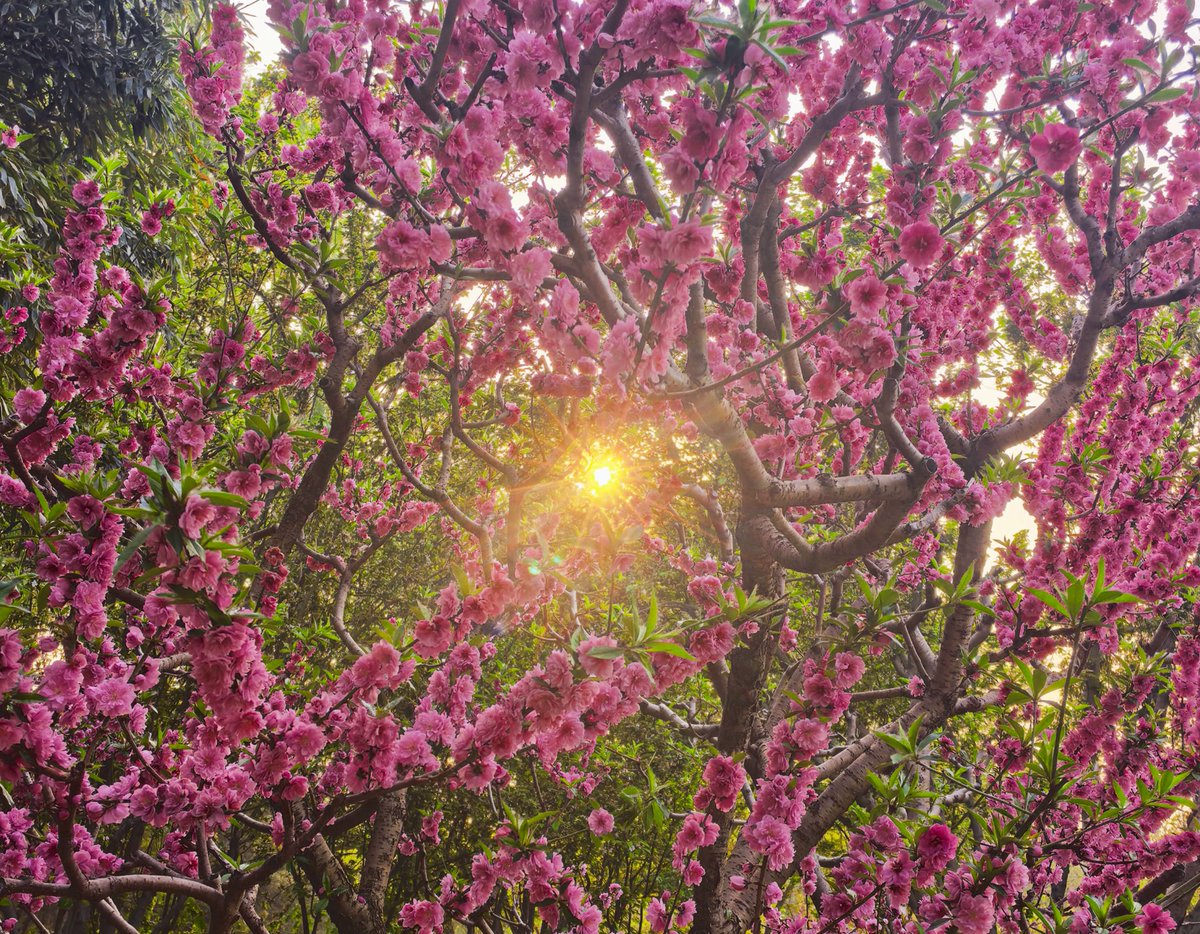 BeijingEvening's tweet image. 北京今日春色浓，处处洋溢着生机
Spring in Beijing paints the city in a riot of colors as flowers burst into bloom everywhere. #beijing