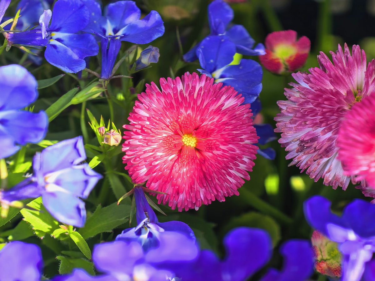BeijingEvening's tweet image. 北京今日春色浓，处处洋溢着生机
Spring in Beijing paints the city in a riot of colors as flowers burst into bloom everywhere. #beijing
