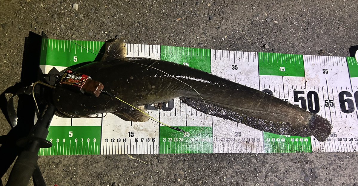 のすけ tweet media