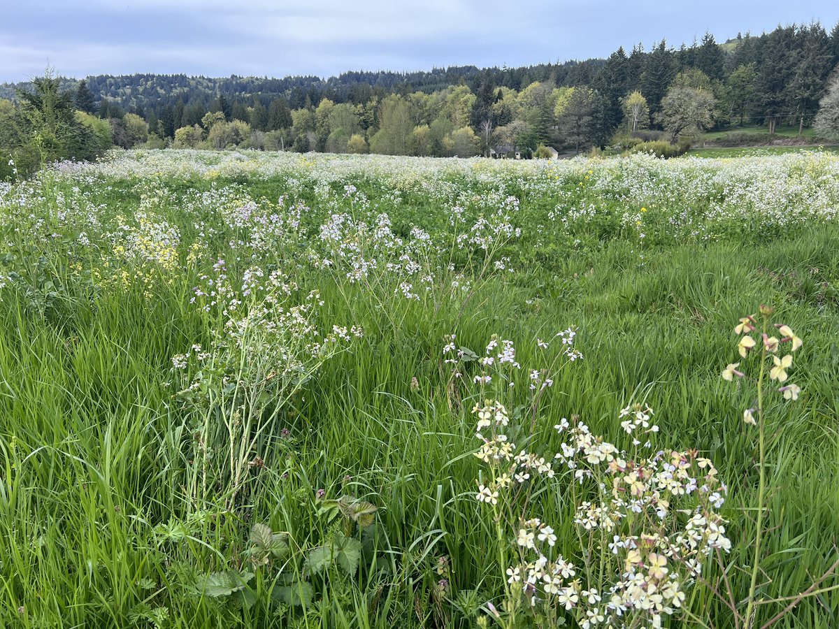 oregonbeekeeper's tweet photo. These two fields are bursting with wild radish and wild wild mustard. They were also seeded with white clover and crimson clover. The crimson clover is about to pop. We’ve got about 30 hives set for it with more going out today. We were busy putting supers on them yesterday. 🐝 https://t.co/rhTp2ec5MH