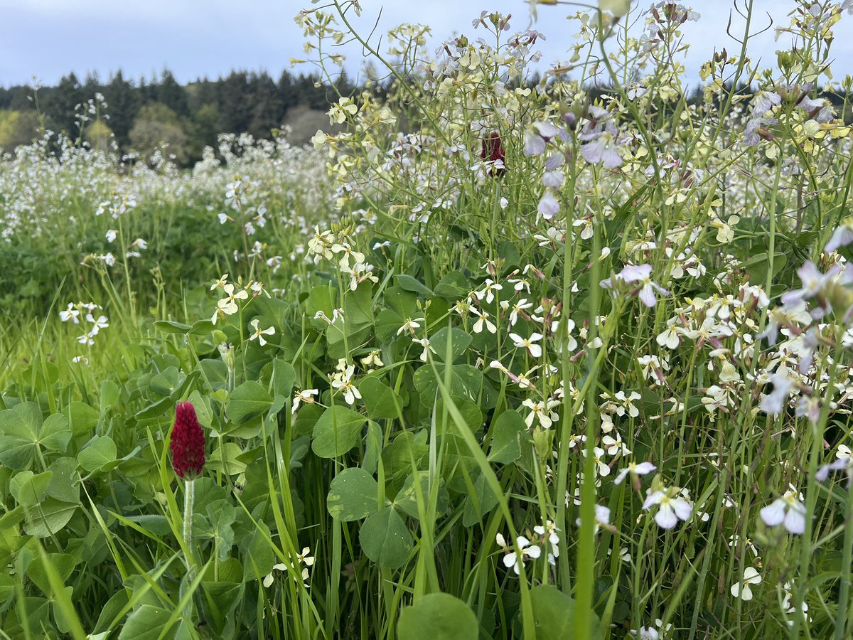 oregonbeekeeper's tweet photo. These two fields are bursting with wild radish and wild wild mustard. They were also seeded with white clover and crimson clover. The crimson clover is about to pop. We’ve got about 30 hives set for it with more going out today. We were busy putting supers on them yesterday. 🐝 https://t.co/rhTp2ec5MH