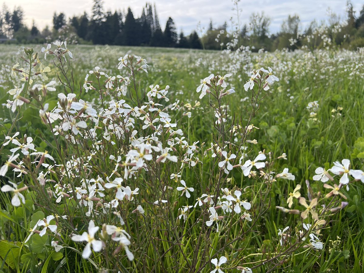 oregonbeekeeper's tweet photo. These two fields are bursting with wild radish and wild wild mustard. They were also seeded with white clover and crimson clover. The crimson clover is about to pop. We’ve got about 30 hives set for it with more going out today. We were busy putting supers on them yesterday. 🐝 https://t.co/rhTp2ec5MH