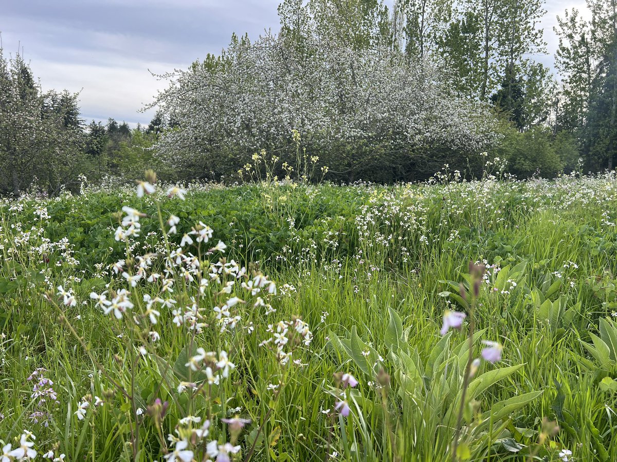 oregonbeekeeper's tweet photo. These two fields are bursting with wild radish and wild wild mustard. They were also seeded with white clover and crimson clover. The crimson clover is about to pop. We’ve got about 30 hives set for it with more going out today. We were busy putting supers on them yesterday. 🐝 https://t.co/rhTp2ec5MH