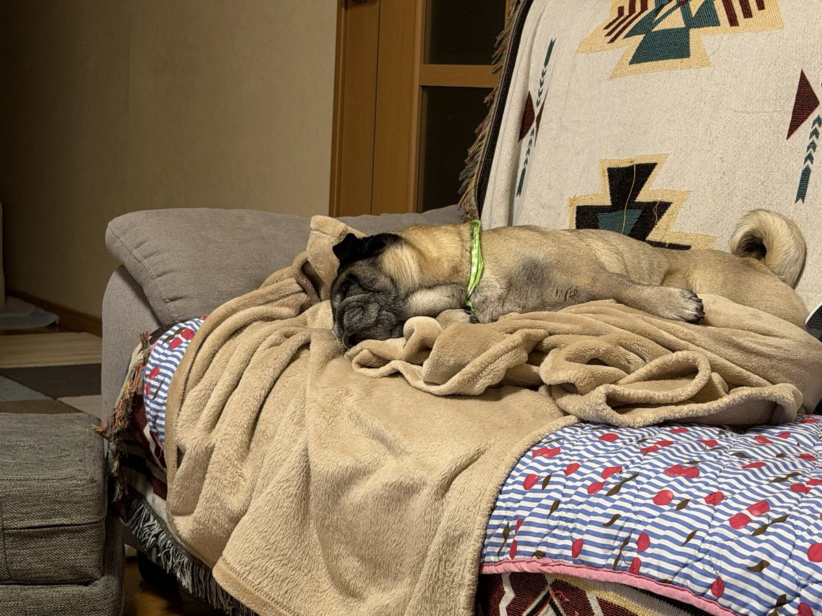 ぱぐんぷ！ tweet media