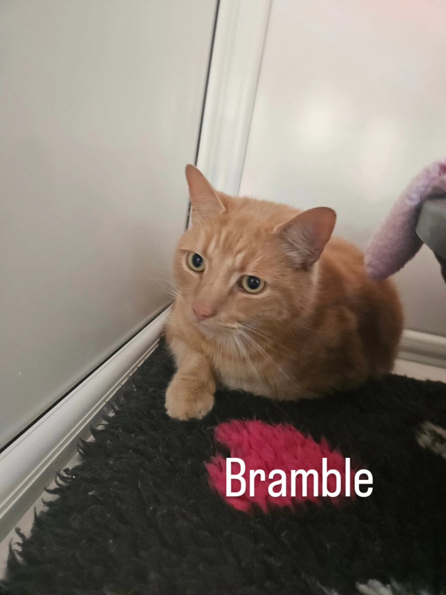 shelternews's tweet image. Meet Bramble, this friendly ginger boy is all ready and awaiting on his new home, after coming from another rescue he has been moved around quite a bit and would like somewhere permanent to call his new home. 
Any inquiries please call the shelter helpline on 01992 626110