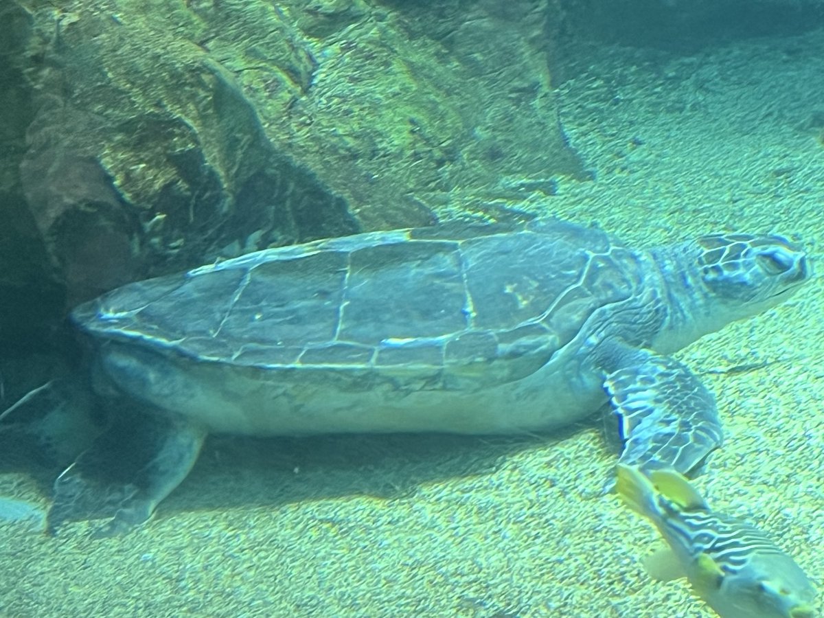 JUNON推し🐢えみ tweet media