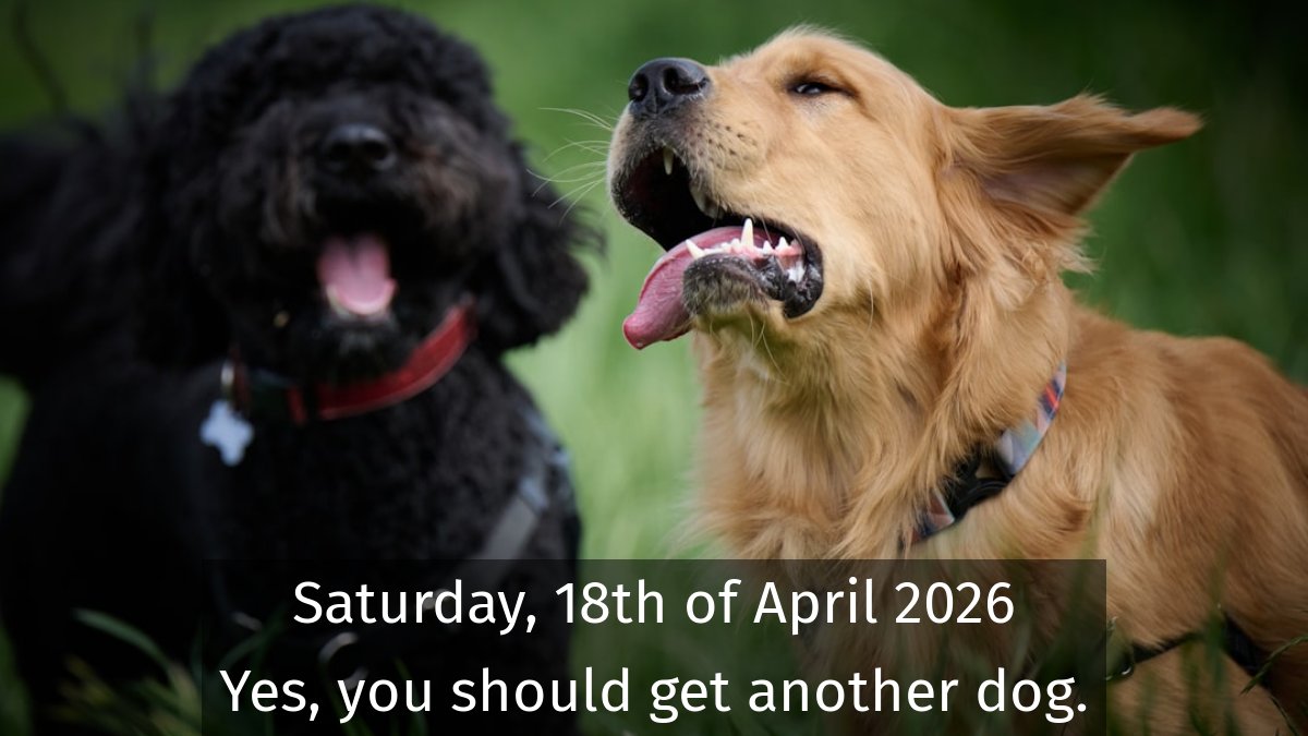 dogsareawsm's tweet image. You should always get another dog #dogs #TherapyDogs #Doggo #CuteDogs #DogHealth #DogShows #DogPark #DogCelebrity #DogRescue #GuideDogs 📷 by unsplash.com/@varrak