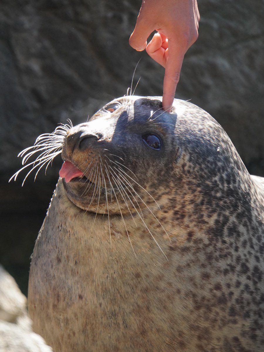 シロくんボタン👇
2026.1
#シロ #あざらし #ゴマフアザラシ