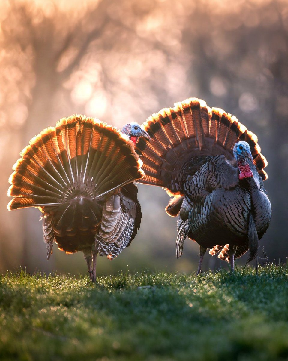 Realtree tweet media