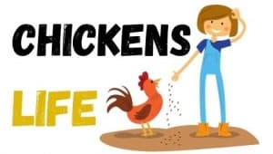 ChickensLife_'s tweet image. There are 25 billions of chickens in the world, that's more than any other bird species. More facts on chickenslife.com #chickens