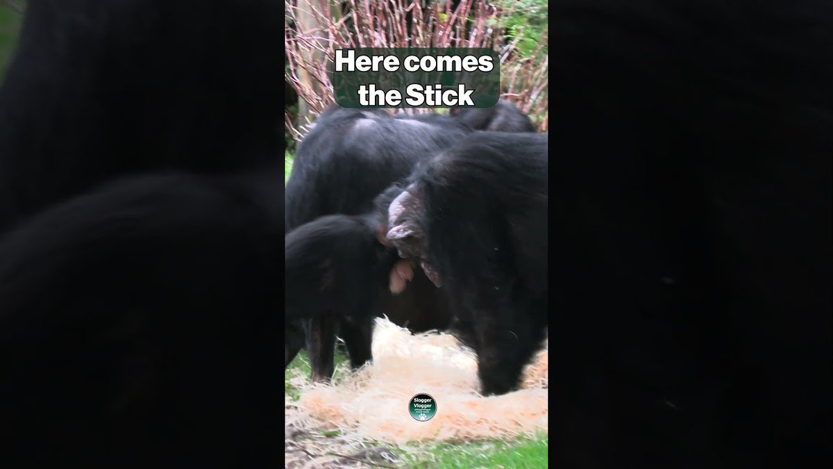 SloggerVlogger's tweet image. 🪫Sally tries a stick to calm Jeff down @SloggerVlogger🌿🐵 Watch baby Chimpanzee Jeff go full throttle! Sally tried using a stick to get him down, but this cheeky chimpanzee has other plans. 
#Chimpanzees #FullOfBeans
 
Full-length videos - visit my mai… youtube.com/@SloggerVlogge…