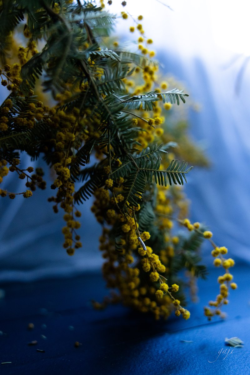 がじ📷 tweet media