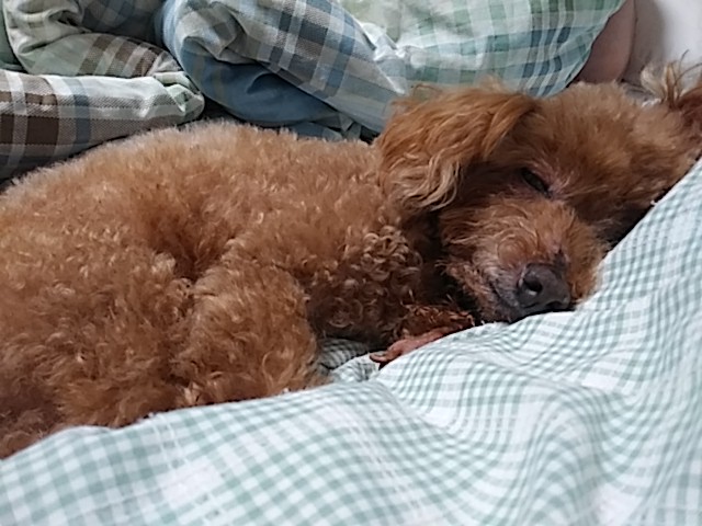 旅したい。 tweet media