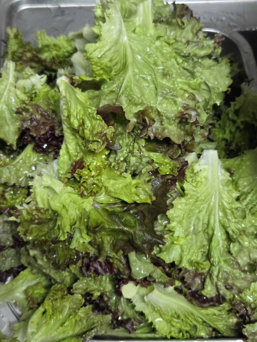 찐만두 tweet media