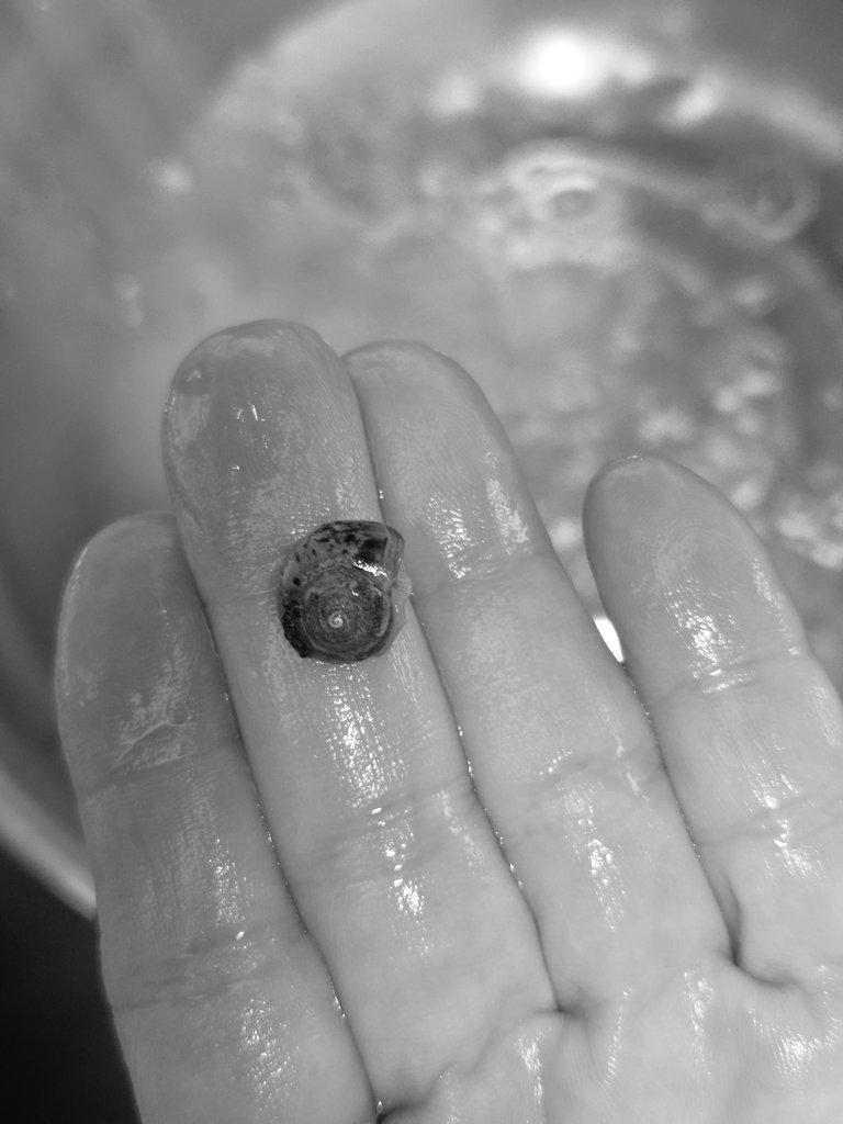 찐만두 tweet media