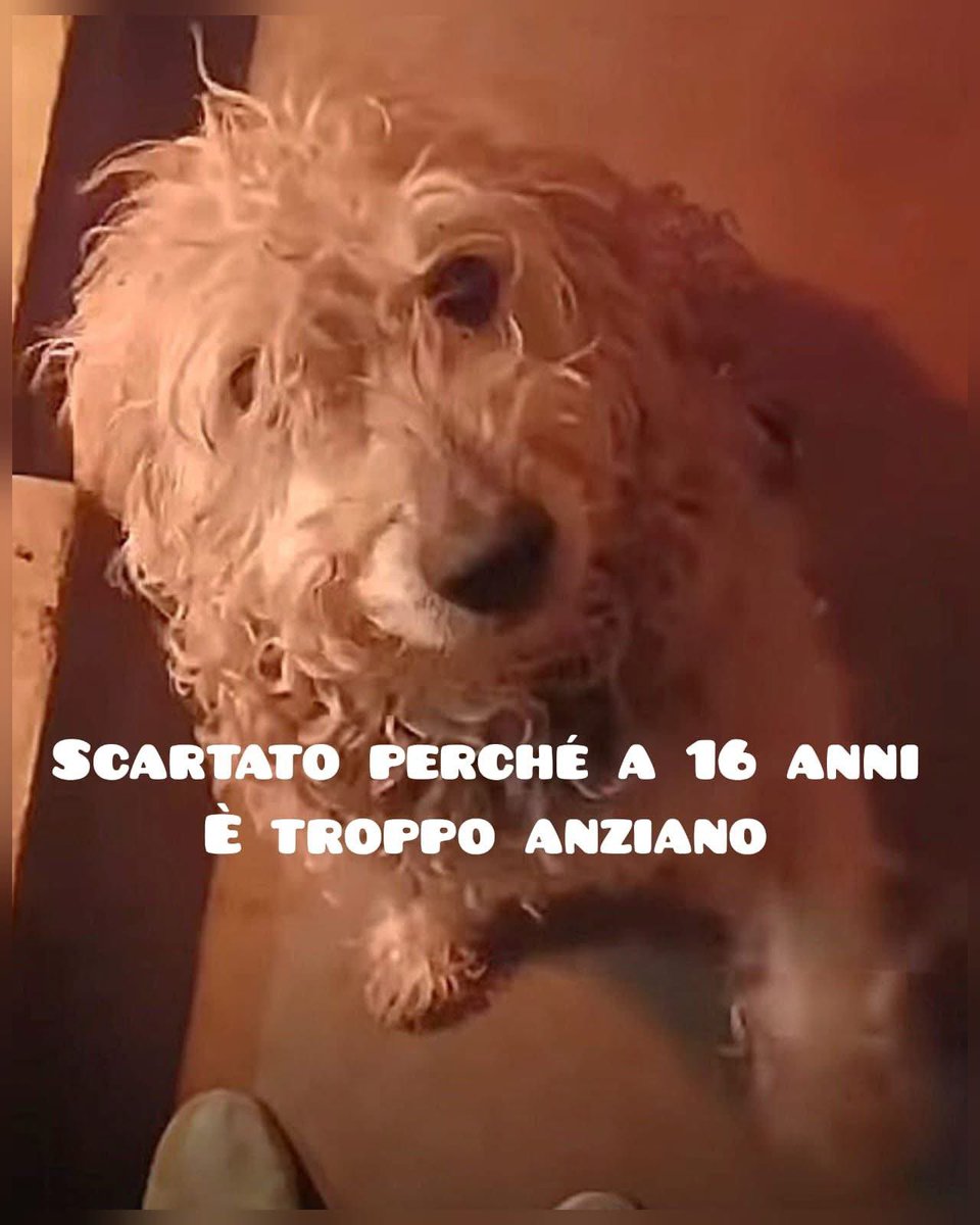 Fiorella Arcodia 🌿𝐠𝐨𝐯𝐞𝐠𝐚𝐧 🐑💚💙☮️ tweet media