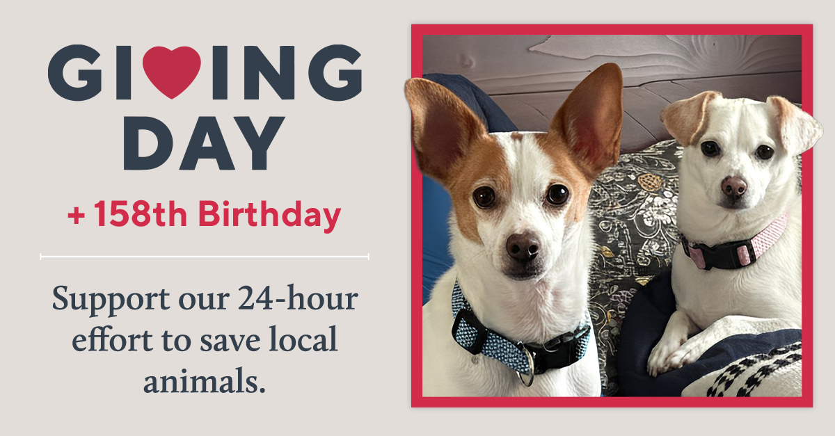 San Francisco SPCA tweet media