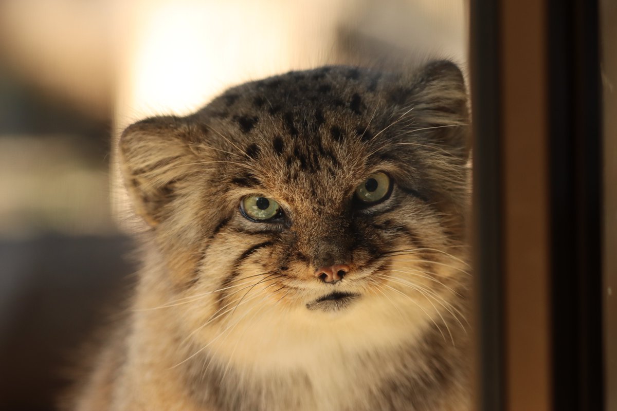 まおっぺ tweet media