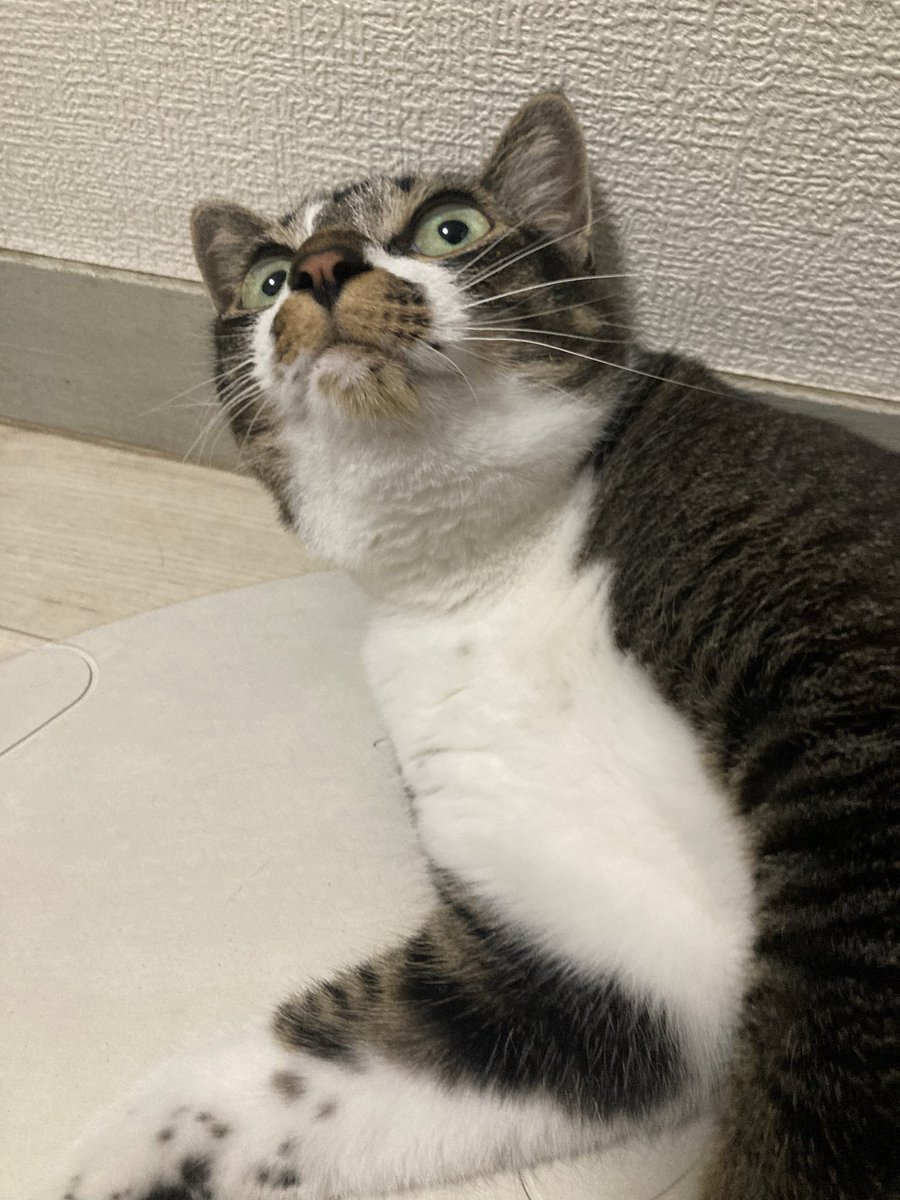 いつもの乗り場から乗ったら別方面の電車だった夜も帰ると猫がいました！_(:3 」∠)_ﾅﾝﾃﾞﾔ!!