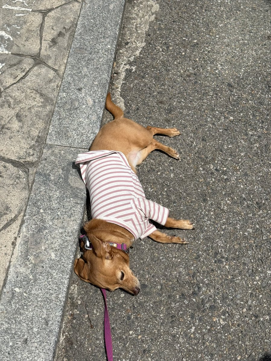 햇살이 좋다며 갑자기 골목에 벌러덩 누워버린 호떡