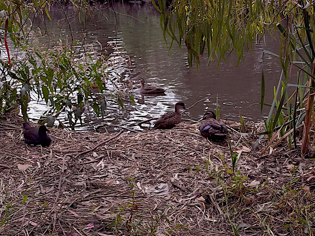 thorfinn's tweet image. An #Autumn noon at the creek with a cormorant, a heron, a moorhen, &amp;amp; #ducks #getoutside #nature #nokia @WildMelbourne @rebecca_le_get @BirdlifeOz @MandyHerriot