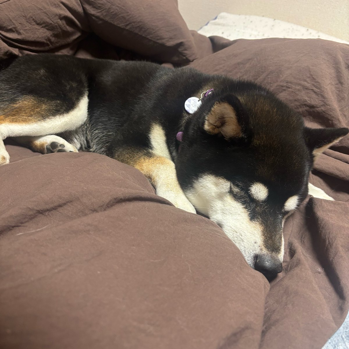 黒柴いぬち(6柴⃞の母ちゃん) tweet media