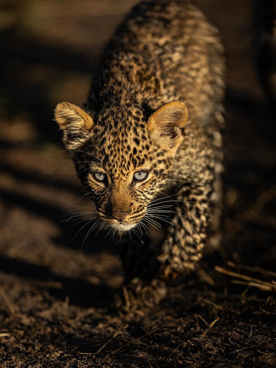 IT'S LION AND TIGERS WORLD tweet media