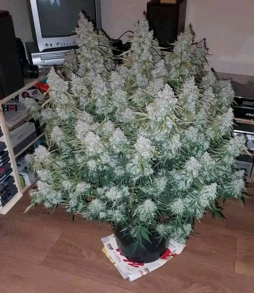 ⛽️BUD🔌 tweet media
