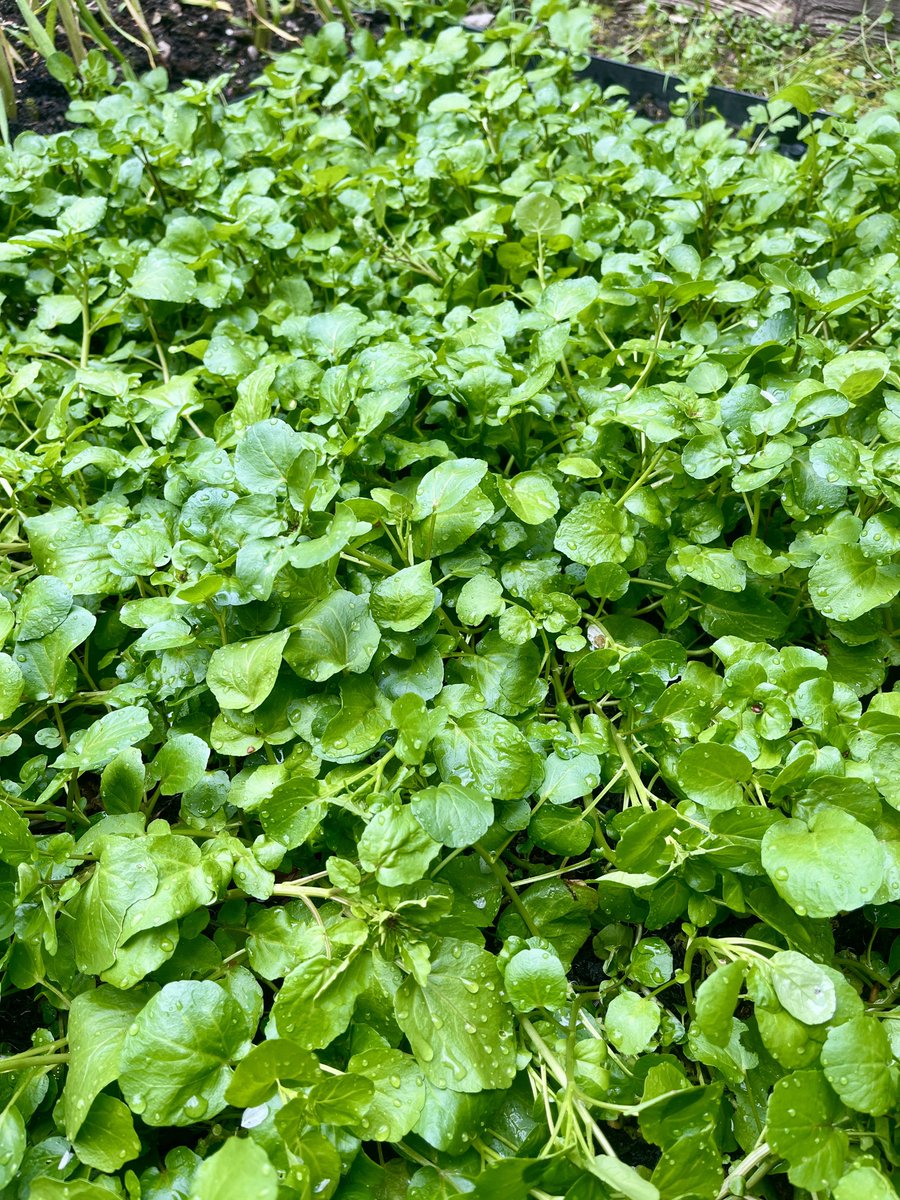 pantharedai's tweet image. हाम्रो तिर यसलाई साईली साग भन्छन्, तपाईंको तिर नि??
#watercress #OrganicEats #vegetables #salad