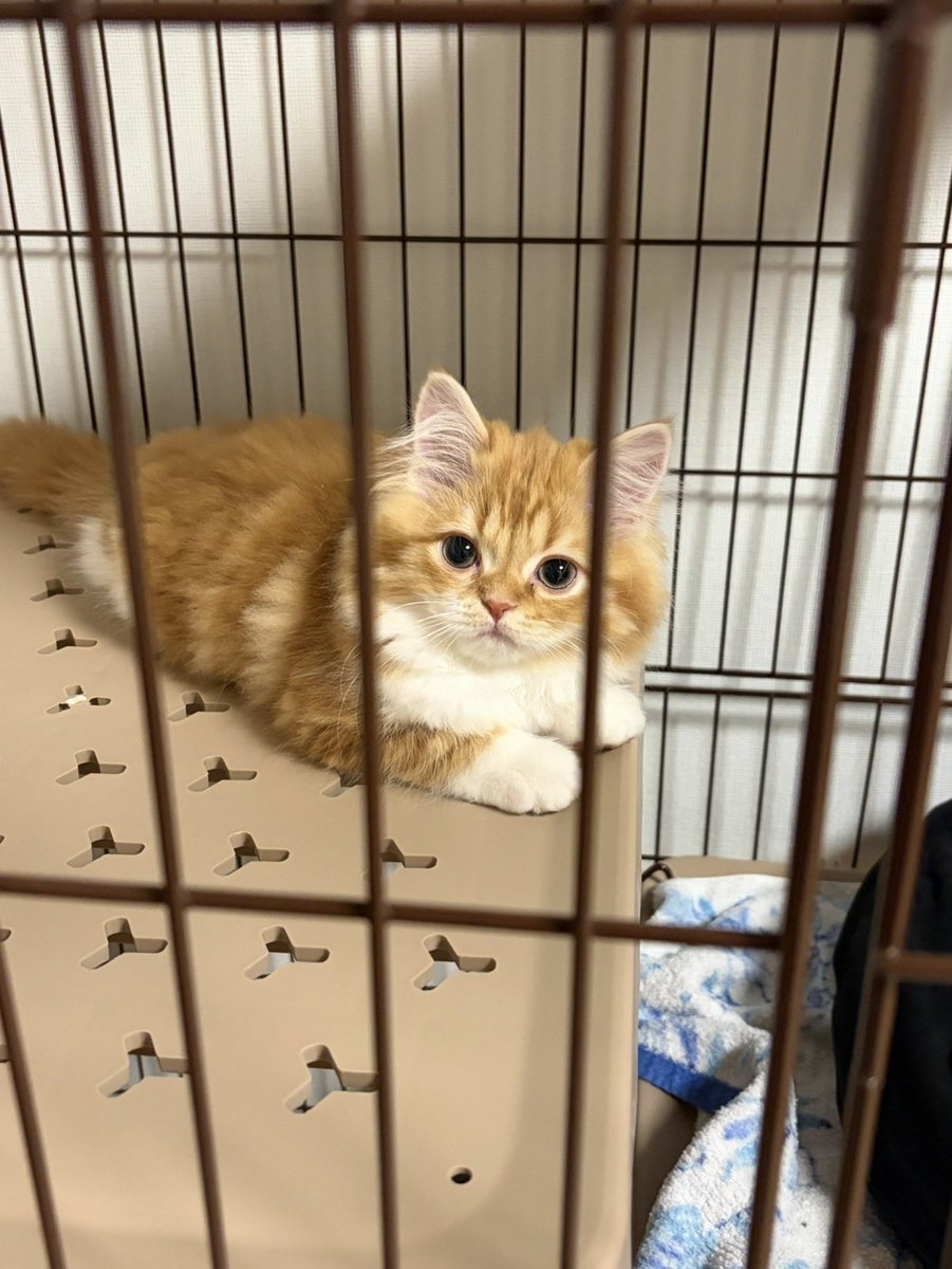 ひゃあですわよ tweet media