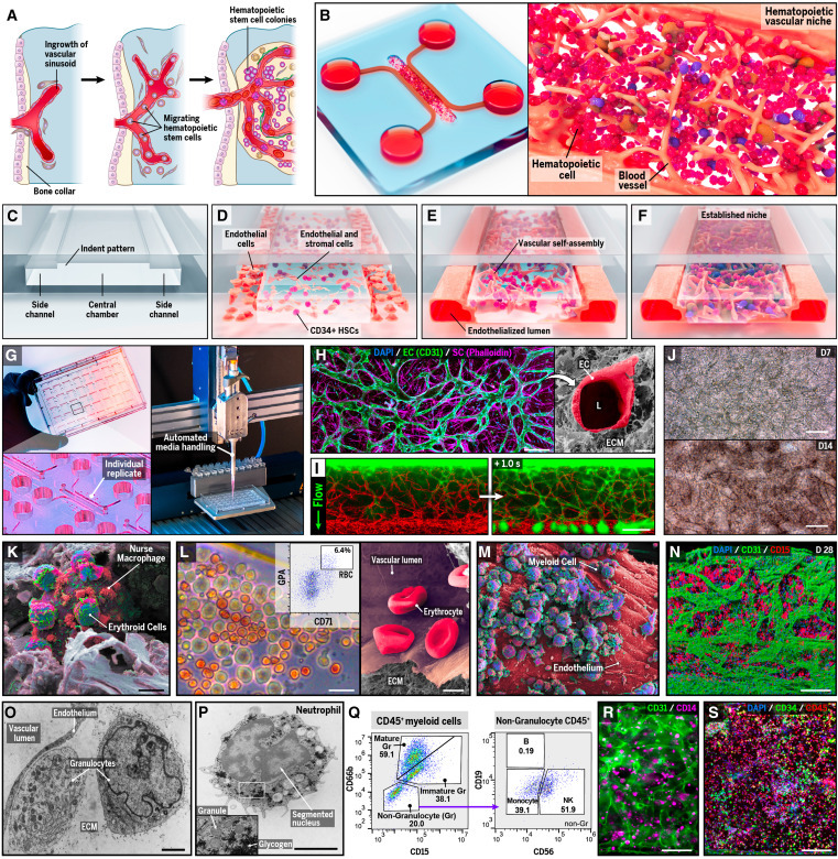 Cell Stem Cell tweet media