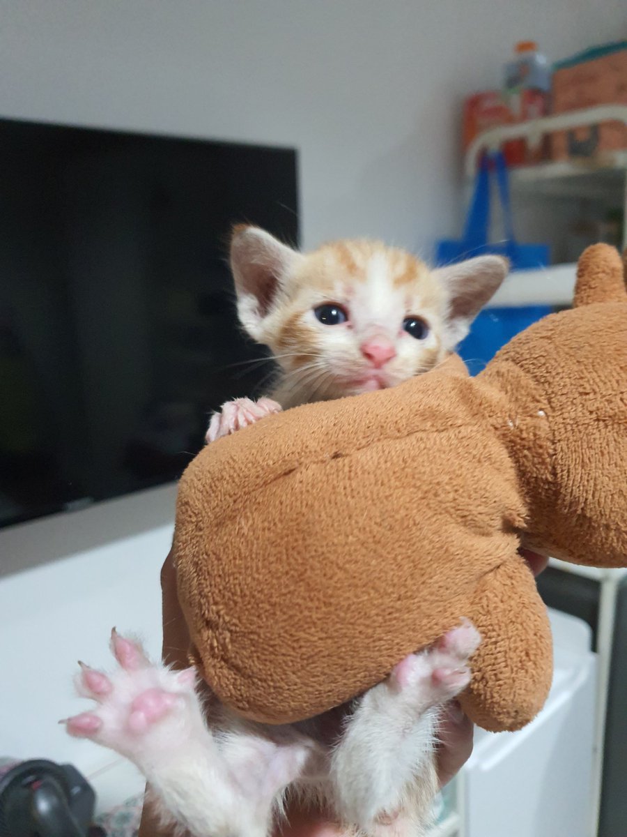 thisisnyanfams's tweet photo. Butuh adopter atau yang bisa foster kucing ini pliss.

Aku dan @buki_thecats ketemu kitten hampir ketabrak di tengah jalan raya 😫

Kami gabisa keep lama karena tempat dan kemampuannya terbatas untuk merawat bayi ini.

Bantu RT yaa teman-teman, timakaci 💛 https://t.co/064yDzKbka