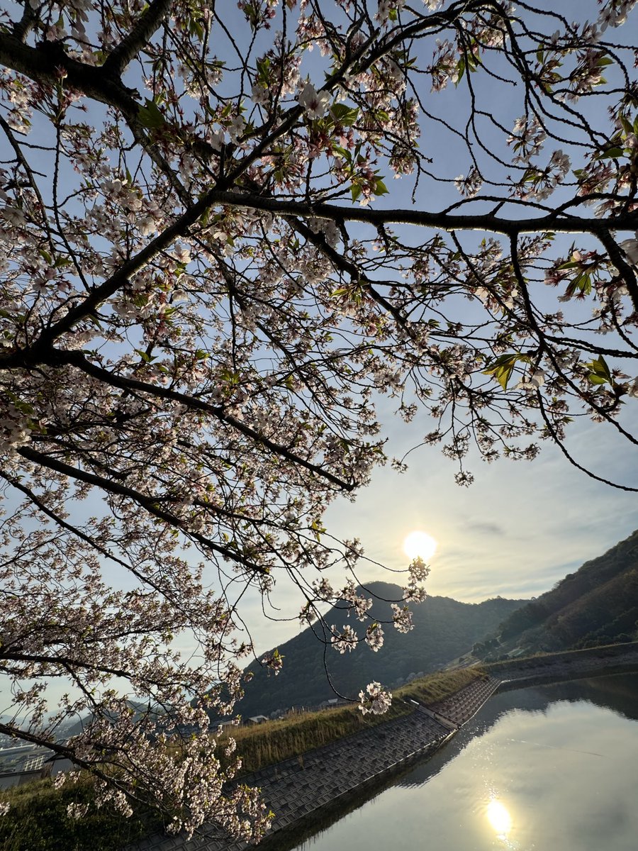 Tomoya🥬きゃべお/ tweet media