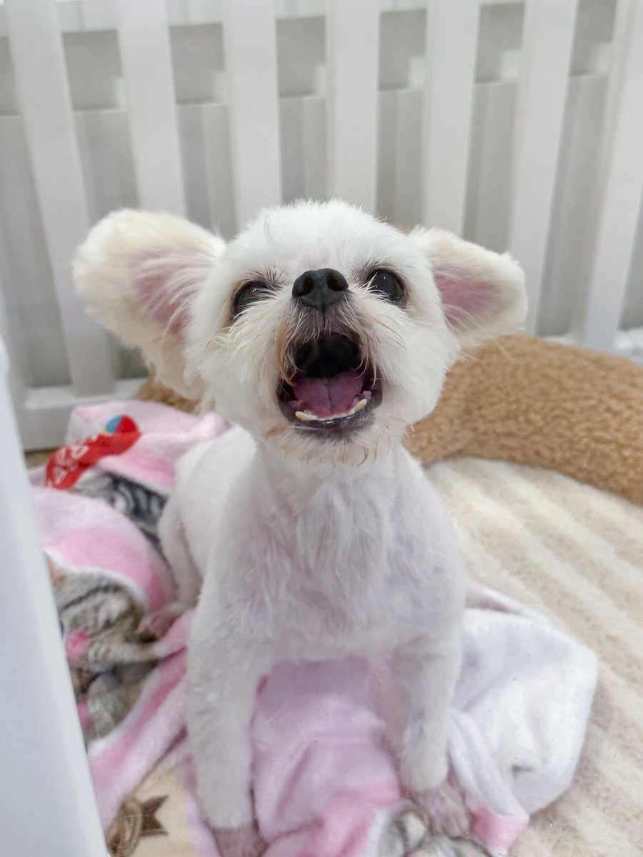 DNVP 💋 (Malonfamily) tweet media