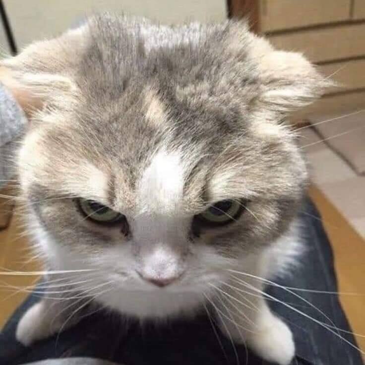 𝐌𝐄𝐑𝐂𝐄𝐍𝐀𝐑𝐘 𝐑𝐄𝐃𝐇𝐄𝐀𝐃 𝐌𝐀𝐈𝐀 tweet media