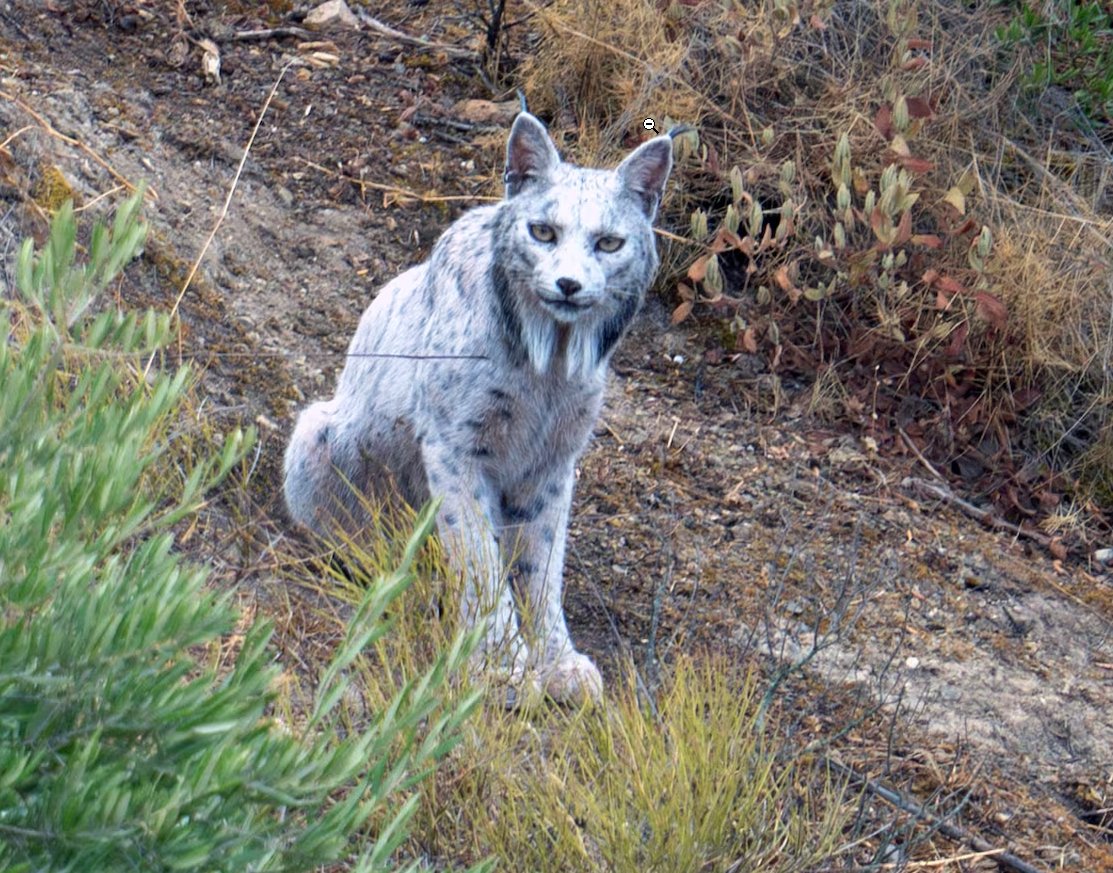 nut_mar's tweet photo. @TAKE_MofuLife El lince místico de España ✨ https://t.co/o5kfVCVKcA
