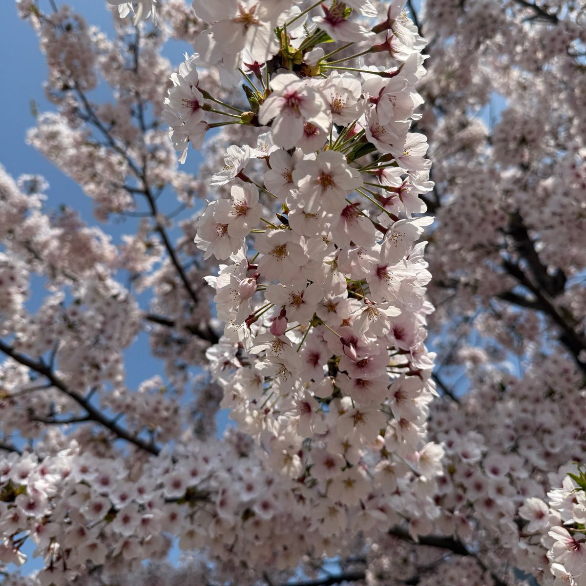 가까이에서 찍은 벚꽃이 너무 이쁘게 나왔다🌸🌸