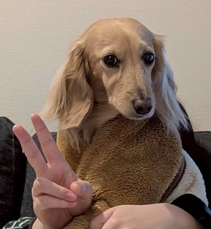 はちぷくおれお tweet media