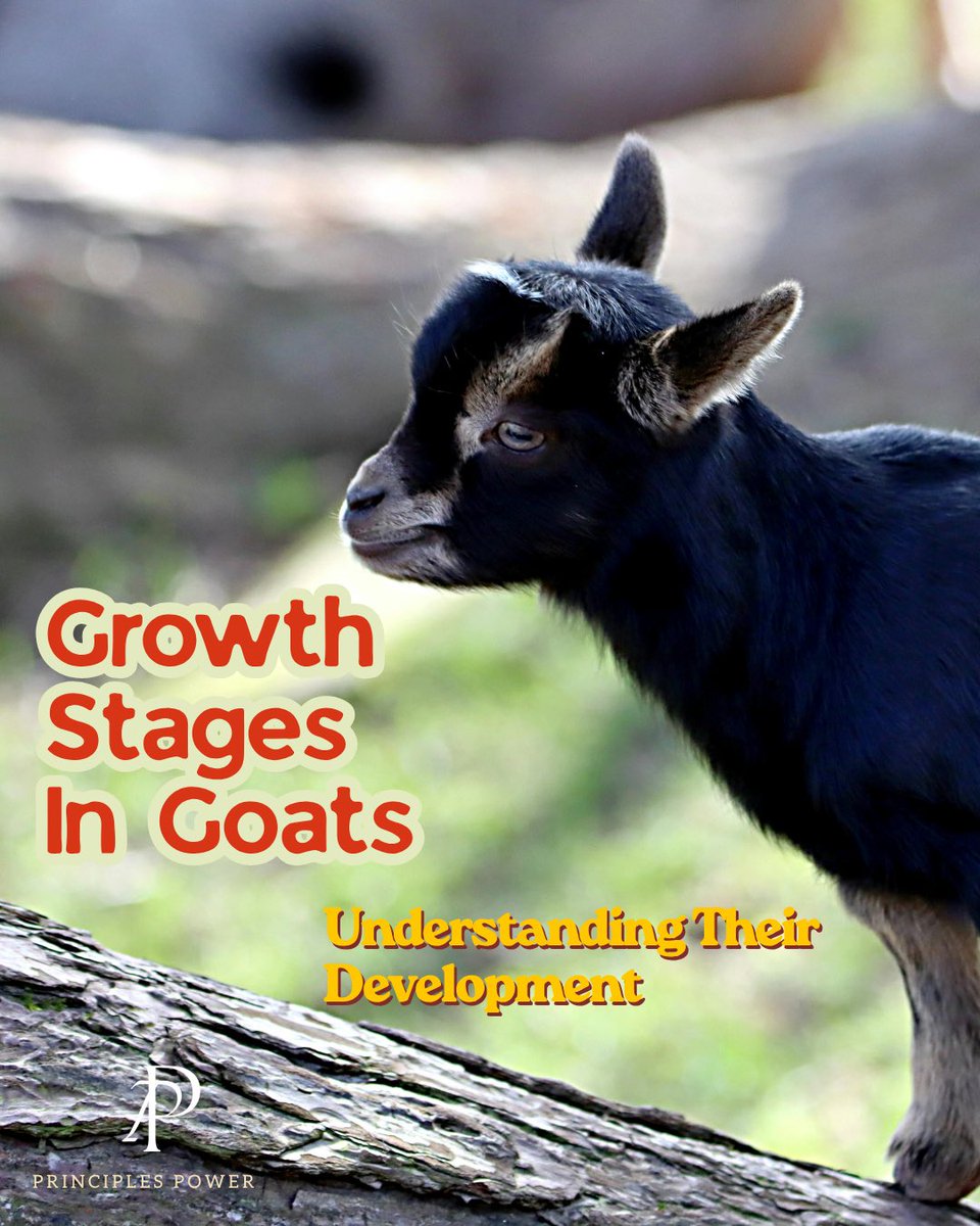 PRINCIPLESPOWER's tweet photo. Understanding Goat Growth Stages: A Smart Farmer’s Advantage 🐐

Every successful goat farmer knows this truth: growth is not accidental—it is managed.  

From birth to maturity, each stage of a goat’s life demands specific attention: https://t.co/9Q0xxhezls