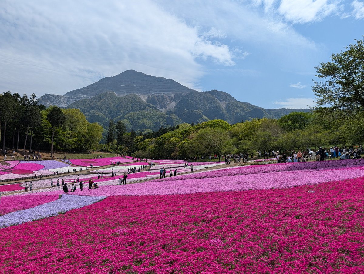 ryusas's tweet photo. 秩父の羊山公園、芝桜がちょうど見頃な感じだった https://t.co/QN2dS6r4BE