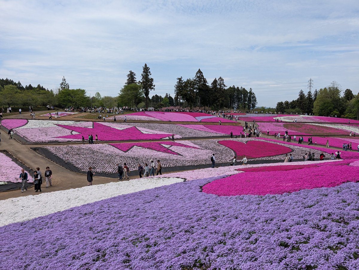 ryusas's tweet photo. 秩父の羊山公園、芝桜がちょうど見頃な感じだった https://t.co/QN2dS6r4BE